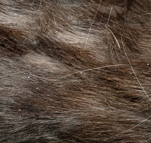 casquinhas na pele do gato como tratar