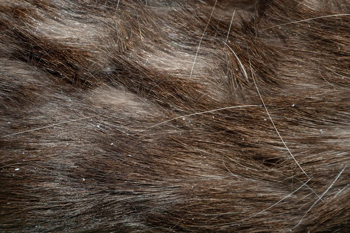 casquinhas na pele do gato como tratar