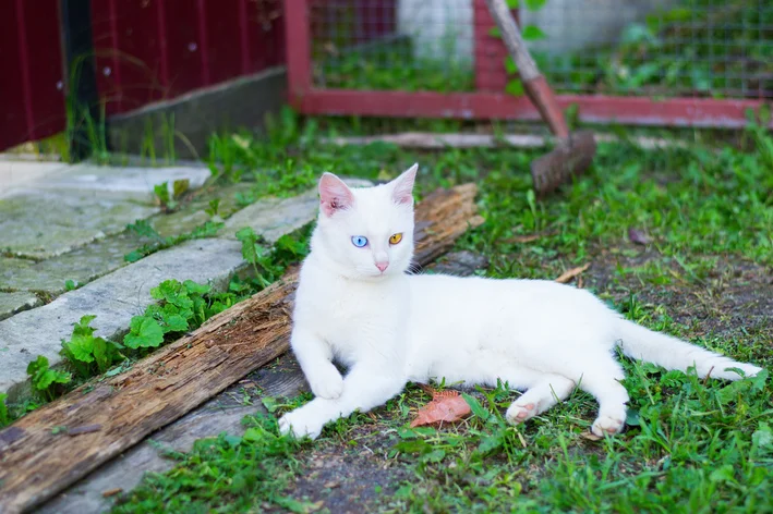 gato albino no quintal