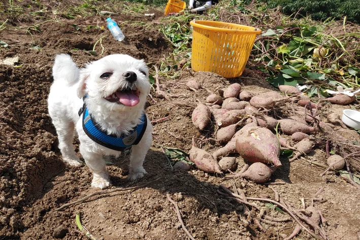 posso dar batata doce para cachorro