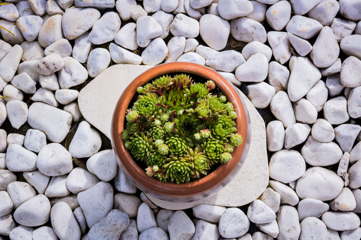 pedras brancas para jardinagem