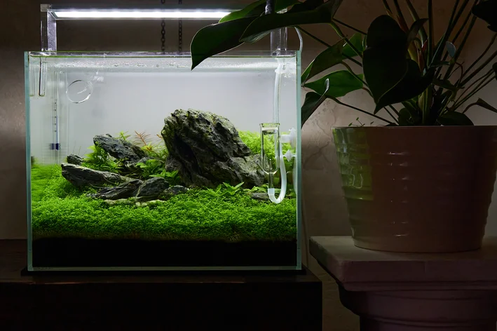 peixes e plantas