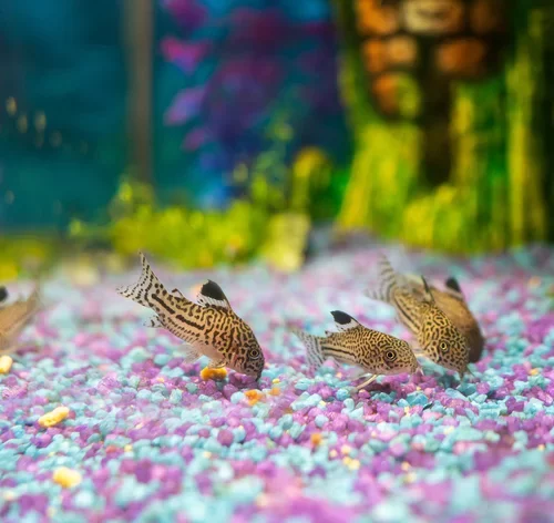 peixe coridora