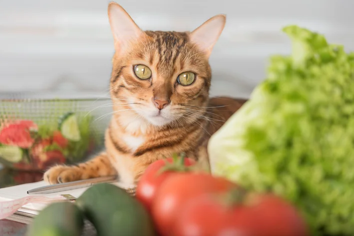 comida natural gato