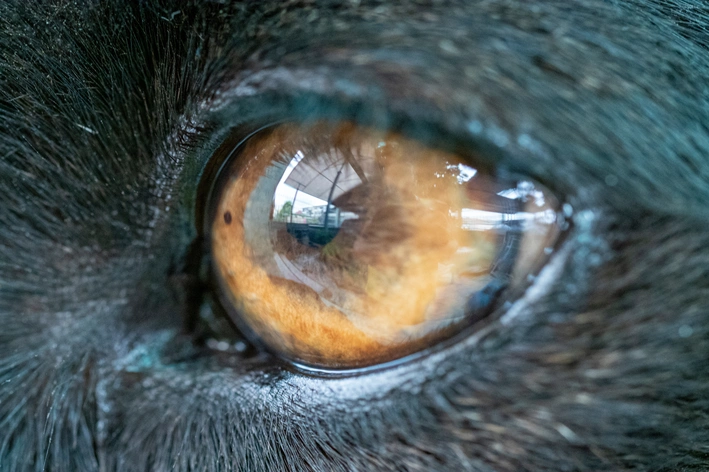olhos de cão 