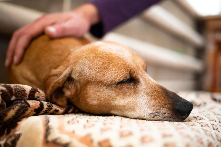 cachorro com intoxicação