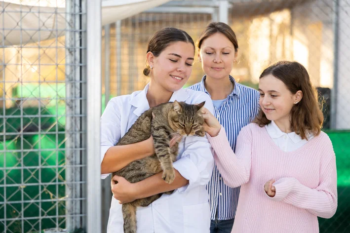 gatinho para adoção 