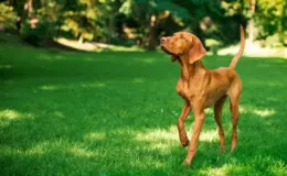 cachorro emagrecendo