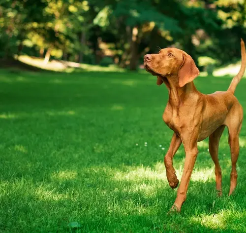 cachorro emagrecendo