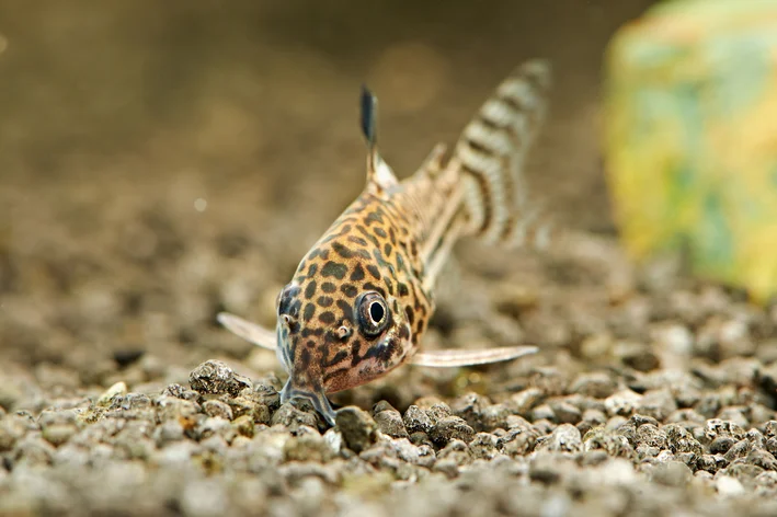 Coridora Leopardo