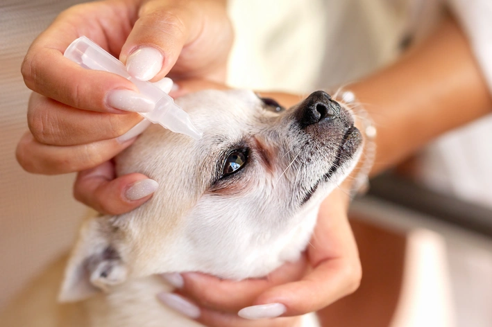 como tratar conjuntivite em cães