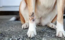 Cachorro com ferimento na pata, possivelmente uma ferida ou infecção, sentado sobre o piso de concreto, mostrando a imagem detalhada do problema na pata.