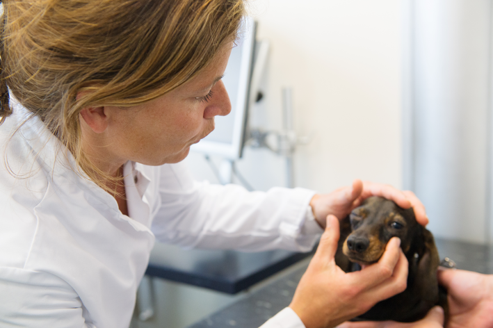 cachorro com remela verde nos olhos