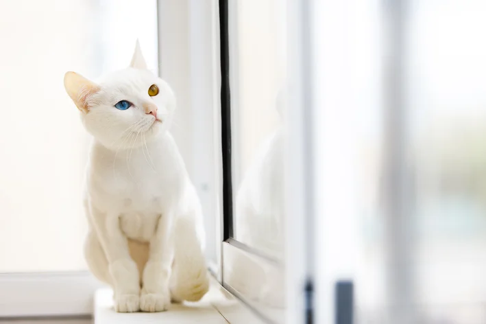 gato albino olhando pela janela