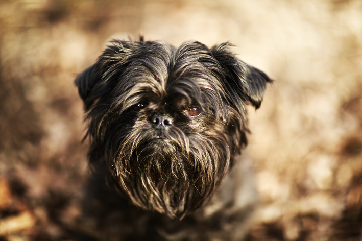 Affenpinscher
