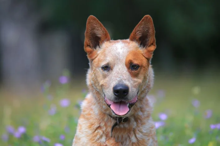 cachorro mais inteligente do mundo com a língua de fora