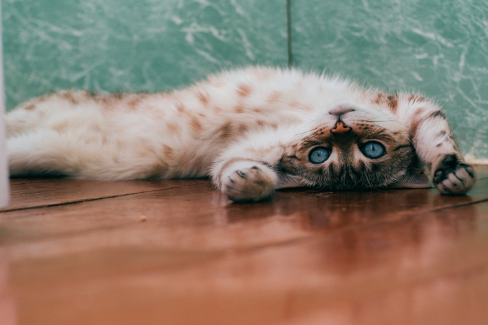 Gato deitado de barriga pra cima