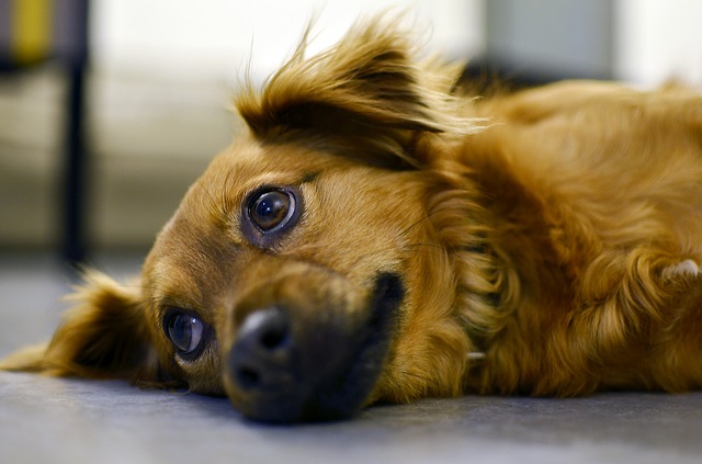 Cachorro com barriga inchada