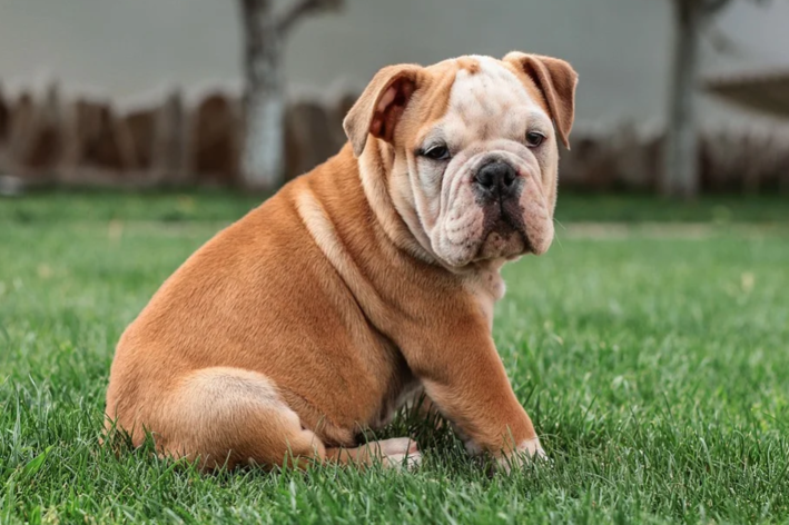 raça de cachorro inglês