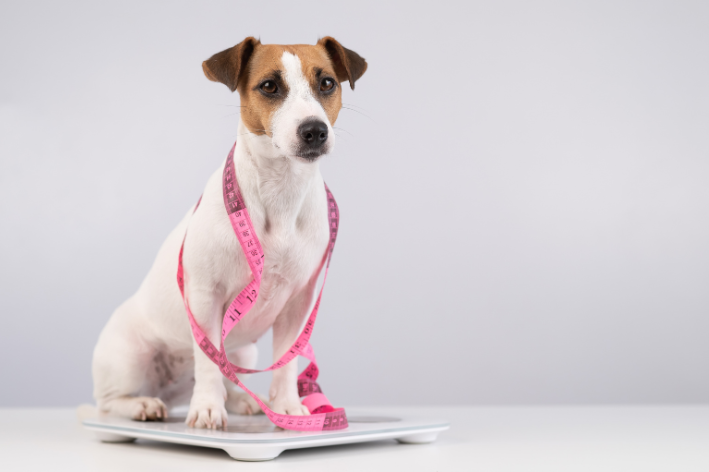 oachorro emagrecendo muito