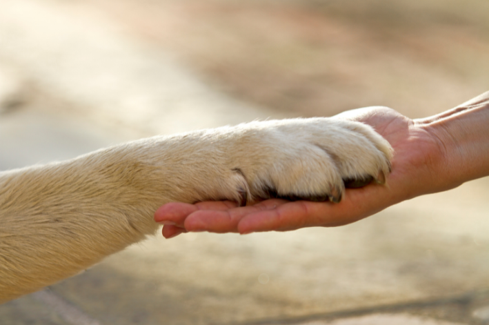 Pata de cachorro: curiosidades e cuidados