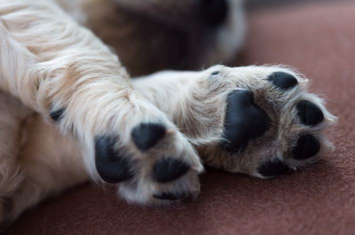 Como identificar feridas na pata de cachorro?