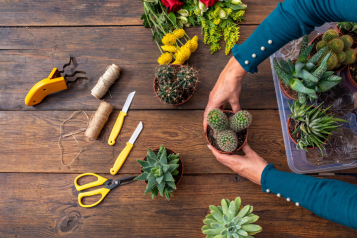 como cultivar plantas em casa