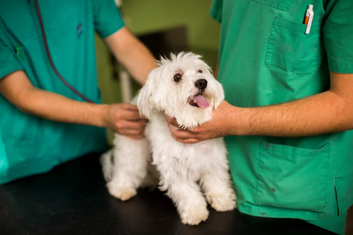 colapso de traqueia cães