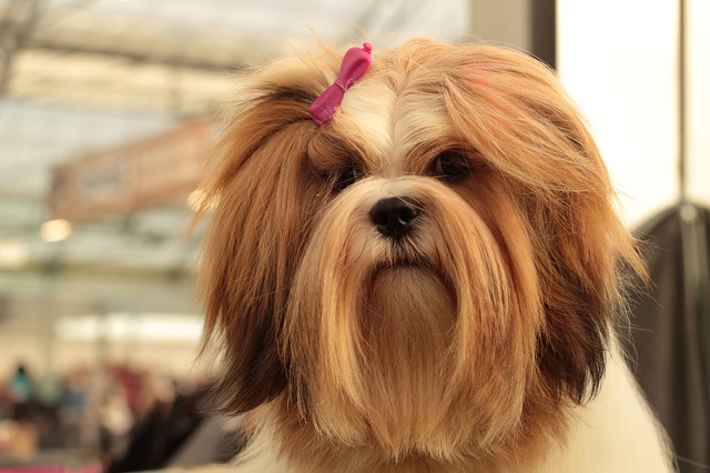 Diferença entre Shih Tzu e Lhasa Apso (2)