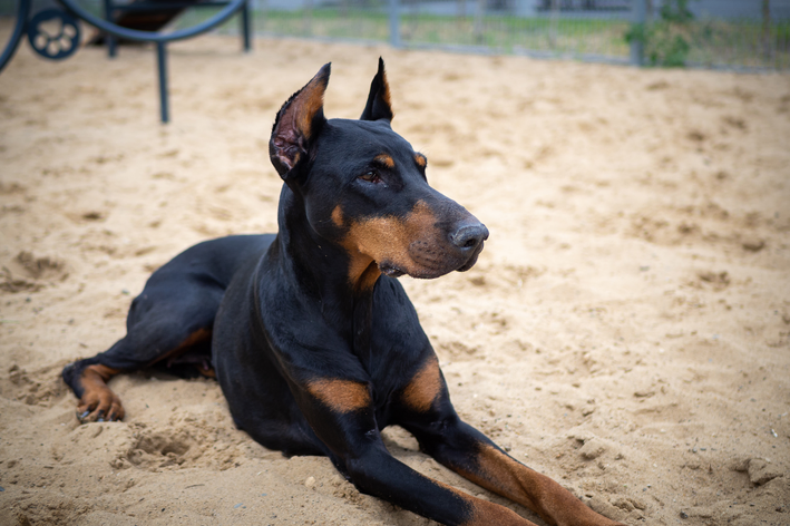 Dobermann Pinscher