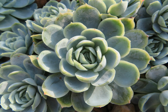 Echeveria com folhas brancas