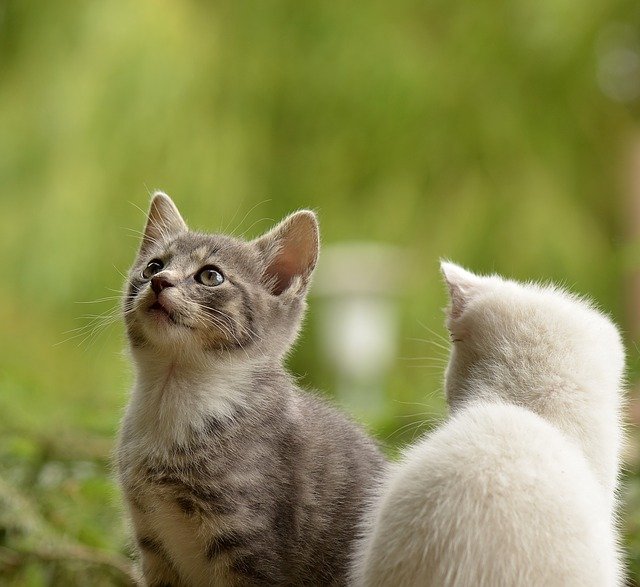 Feromônios para gatos (1)