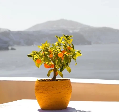 laranja é uma frutífera de vaso