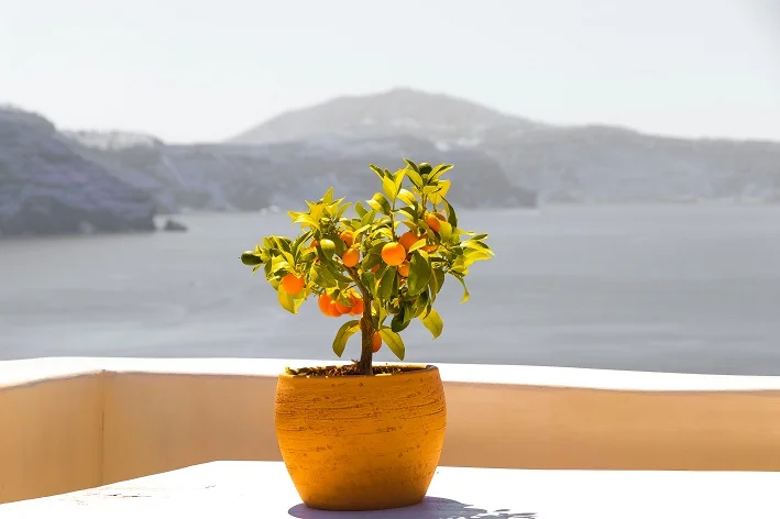 laranja é uma frutífera de vaso