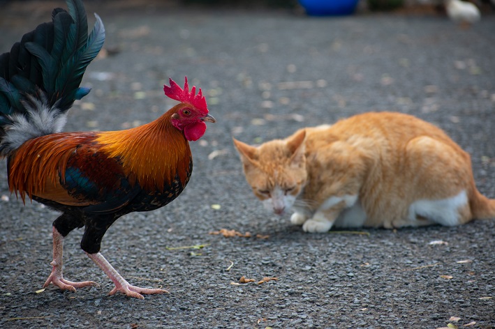 Gato pode comer frango?