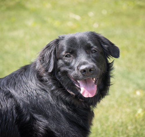 Golden retriever preto