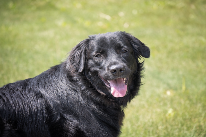 Golden retriever preto