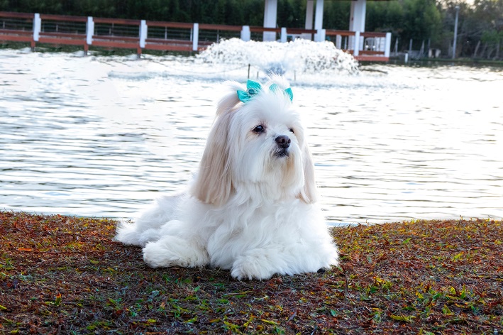 Nomes para cachorro Lhasa Apso