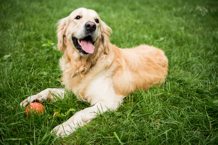 Padrão oficial golden retriever