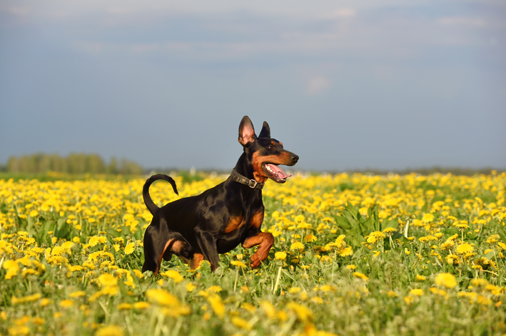 Pinscher Alemão