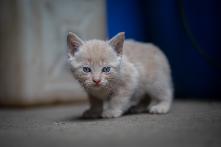 Gato filhote fazendo cara de mal