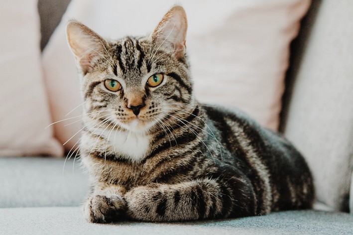 Gato American Shorthair deitado