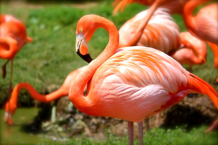 Animais com penas: veja quais são eles