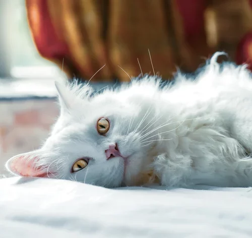 gato deitado no chão com síndrome de down