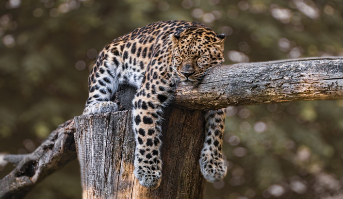 animais do pantanal