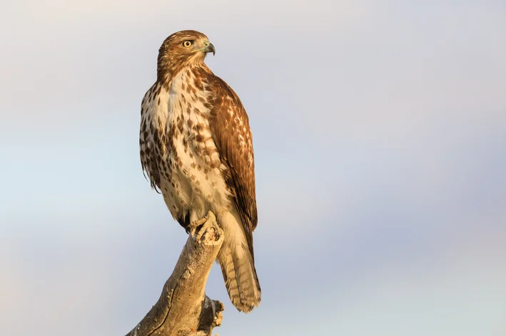 gaviao ave de rapina pousada no galho