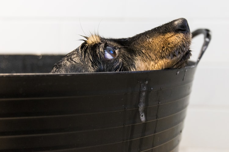 pode dar banho com detergente em cachorro