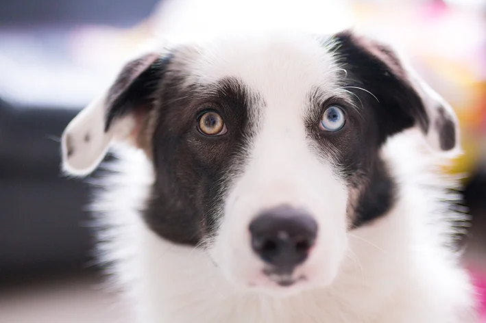 border-collie cachorros mais inteligentes do mundo