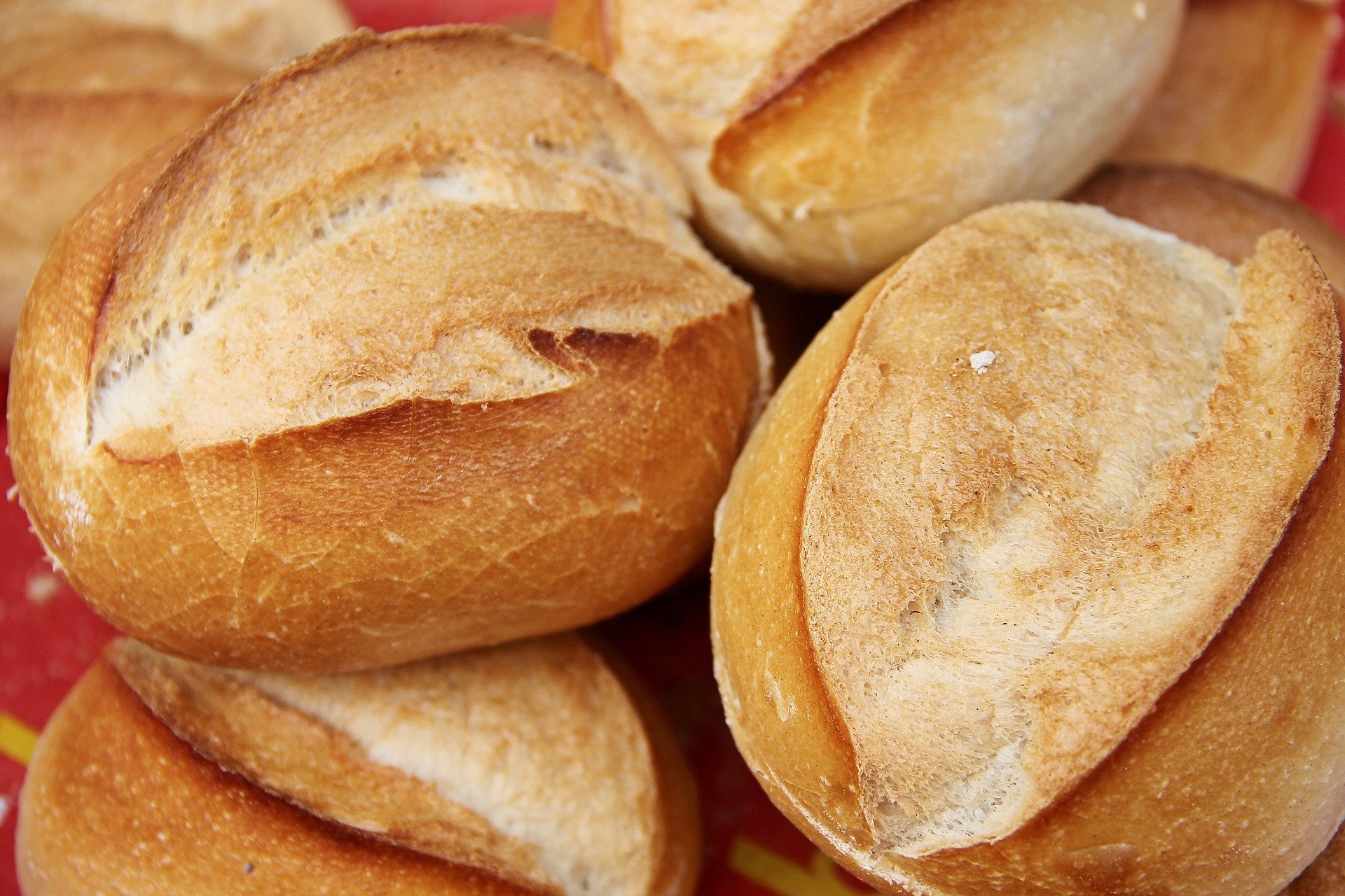 papagaio pode comer pão