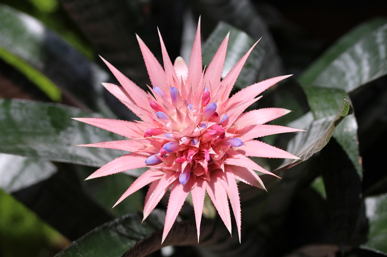 bromelia